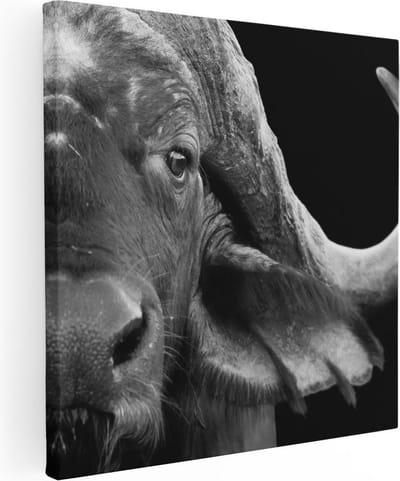 Artaza Canvas Schilderij Dierenkop - 30x30 cm - Klein - Wanddecoratie Buffel Afrika - Muurdecoratie Dieren - Kamer Accessoires