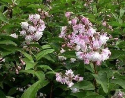 2 x Deutzia scab. 'Codsall Pink' - Bruidsbloem 40- 60 cm in pot