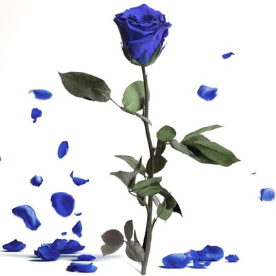 Eeuwige blauwe roos - Geconserveerde echte rozen met steel, 30-35 cm, perfect als cadeau voor dames