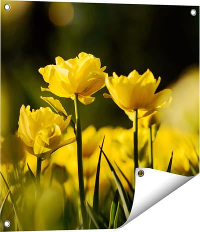Gards Tuinposter Gele Tulpen - Bloemen - 60x60 cm - Tuindoek - Tuindecoratie - Wanddecoratie buiten - Tuinschilderij