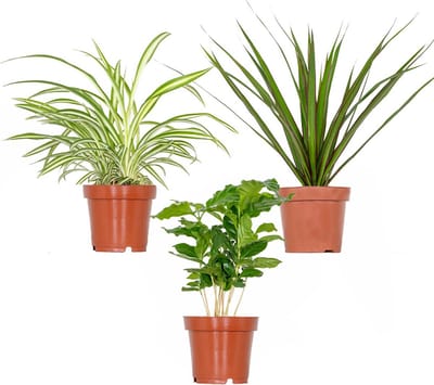 Bloomique - Set van 3 - Kamerplanten mix – Coffea-Dracaena-Chlorophytum- Luchtzuiverend – - 25-35 cm - Pot 12 cm - Hoogte 25-35 cm