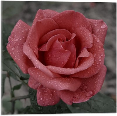 Acrylglas - Roze Roos met Groen Blaadjes  - 50x50cm Foto op Acrylglas (Met Ophangsysteem)