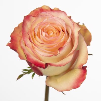 20x Rosa attraction 50cm