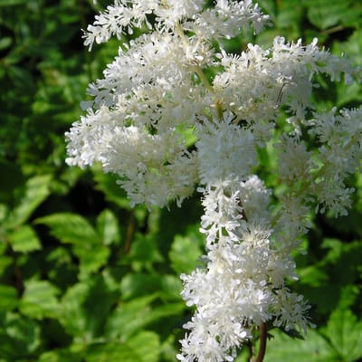 6 x Astilbe Arendsii 'Brautschleier' - Astilbe Pot 9x9 cm - Witte Pluimen
