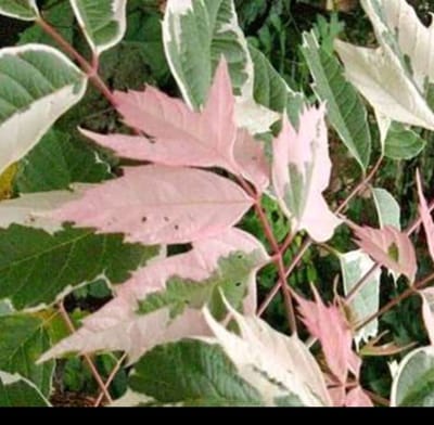 Acer neg. 'Flamingo' - Californische Vederesdoorn, Roze Bonte Vederesdoorn 40- 50 cm in pot