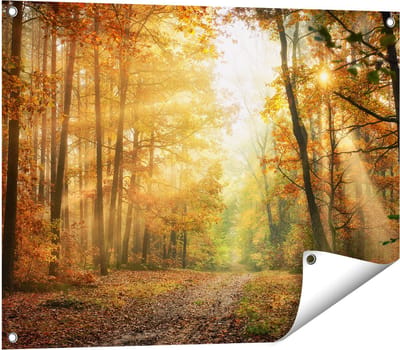 Gards Tuinposter Herfstbos met Zonneschijn - 80x60 cm - Tuindoek - Tuindecoratie - Wanddecoratie buiten - Tuinschilderij