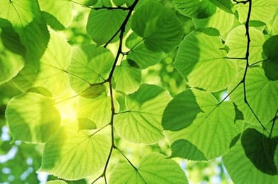Fotobehang - Green Leaves 375x250cm - Vliesbehang