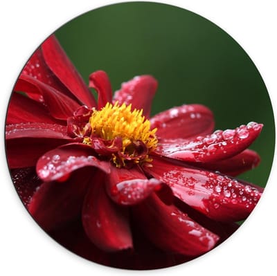 Dibond Wandcirkel - Rode Bloem met Waterdruppels - 70x70cm Foto op Aluminium Wandcirkel (met ophangsysteem)