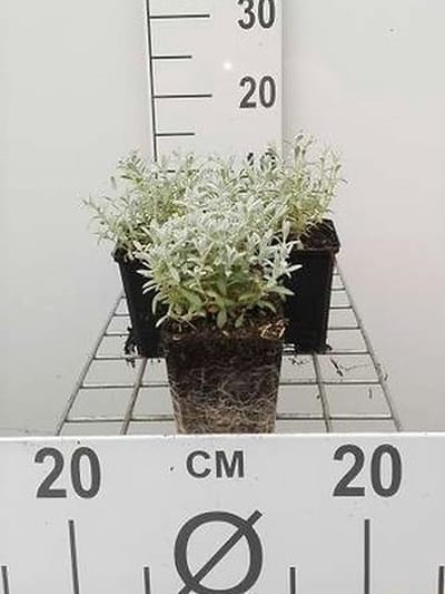 6x Hoornbloem - Cerastium tom. 'Columnae' ('album') | 9x9 cm pot