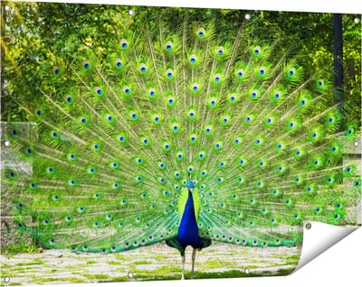 Gards Tuinposter Pauw met Grote Kleurrijke Veren - 120x80 cm - Tuindoek - Tuindecoratie - Wanddecoratie buiten - Tuinschilderij
