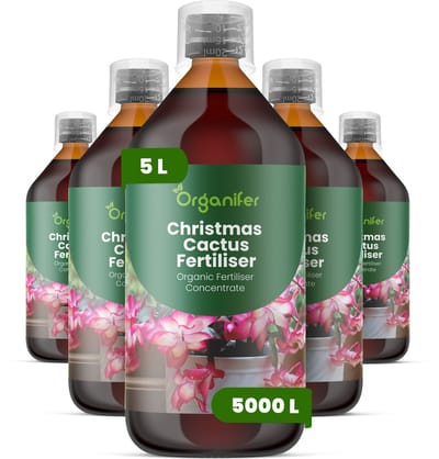 Vloeibare Meststof Voor Kerstcactus 5X1 L Voor 5000 L - Npk 2-1-8 - Knopvorming - Rijke Winterbloei - Sterk Wortelstelsel - Stevige Gesegmenteerde Stengels - Kleu - Vitaliteit - Langdurige Bloei - Gelijkmatige Groei - Organifer