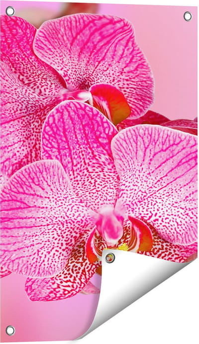 Gards Tuinposter Roze Orchidee Bloemen - 40x60 cm - Tuindoek - Tuindecoratie - Wanddecoratie buiten - Tuinschilderij
