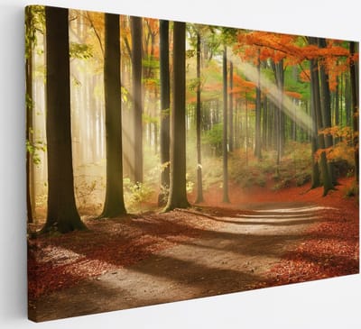 Saammp Canvas Schilderij - Pad door het bos - Herfst - Zon - Landschap - Natuur - 30x20 - Foto op canvas - Wanddecoratie - Muurdecoratie Woonkamer - Slaapkamer decoratie - Canvas Print