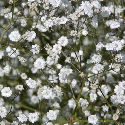 6 x Gypsophila Paniculata 'Bristol Fairy' - Gipskruid pot 9x9cm
