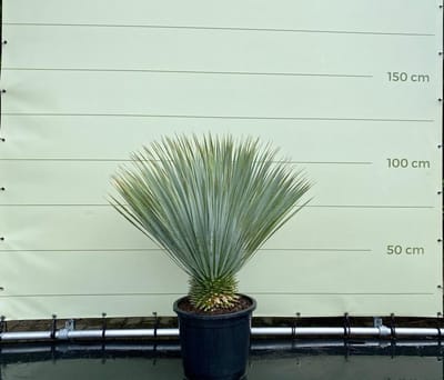 Palmboom - Yucca Rostrata - Winterhard - Pot ⌀ 40cm - Stamhoogte  10-20cm - Hoogte  100-110cm