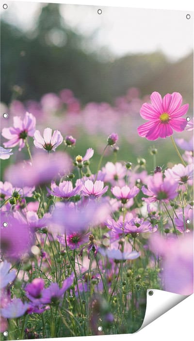 Gards Tuinposter Bloemenveld met Paarse Kosmos - 80x120 cm - Tuindoek - Tuindecoratie - Wanddecoratie buiten - Tuinschilderij