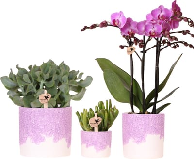 Kolibri Company | Plantenset Bloom Purple | Paarse Vienna orchidee + groene planten incl. sierpotten
