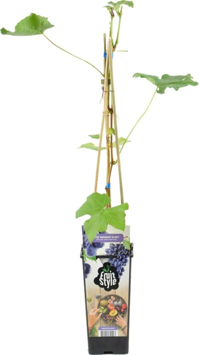 Bloomique - Vitis Vinifera Boskoop Glory - Druivenplant - Blauwe Druiven - Fruitplanten - Tuinplanten - Winterhard - Hoogte 50-70 cm - Pot 15 cm