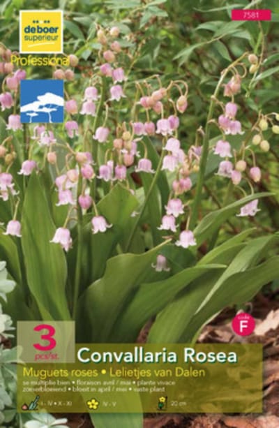 Convallaria maj. 'Rosea' - Lelietje van dalen, Meiklokje