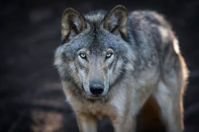 Ter Halle - Glasschilderij - Wolf - 120x80cm
