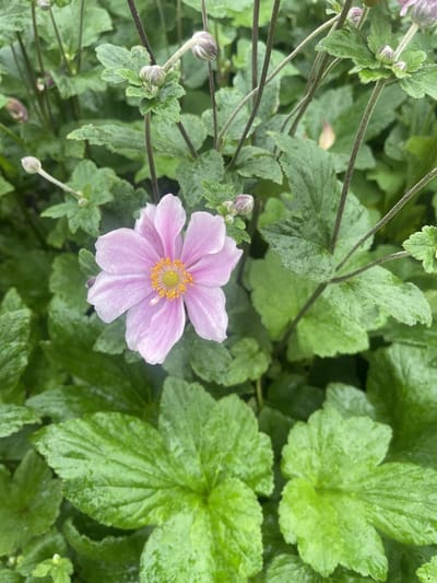 6x Herfstanemoon, Japanse Anemoon - Anemone hybrida 'Königin Charlotte' | 9x9 cm pot