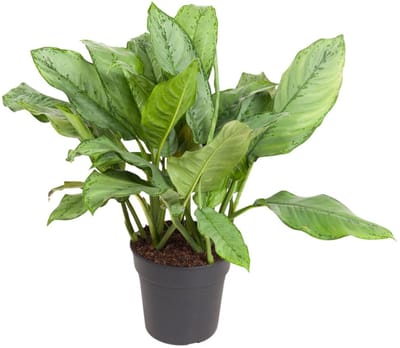 Aglaonema B.J, Freedman - Perfecte kantoor en kamerplant 70cm Ø24cm