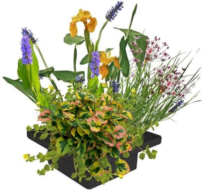 vdvelde.com - Vijver planteneiland 25x25 cm - Compleetset met 4 waterplanten - Drijvend planteneiland voor helder water - Vermindert algen en reinigt natuurlijk - Winterhard