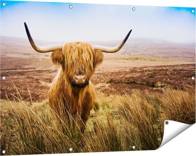 Gards Tuinposter Schotse Hooglander Koe in het Veld - 120x80 cm - Tuindoek - Tuindecoratie - Wanddecoratie buiten - Tuinschilderij