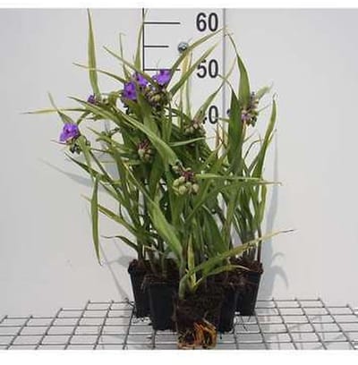 6x Eendagsbloem - Tradescantia (a) 'Leonora' | 9x9 cm pot