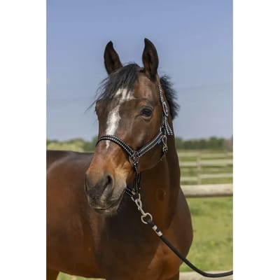Halster voor paarden Norton Grooming