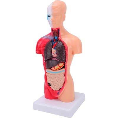 Menselijk Lichaam Anatomie Model 15 Verwijderbare Delen 11,02 Inch Menselijke Romp Anatomisch Model voor School Medische Educatie Display