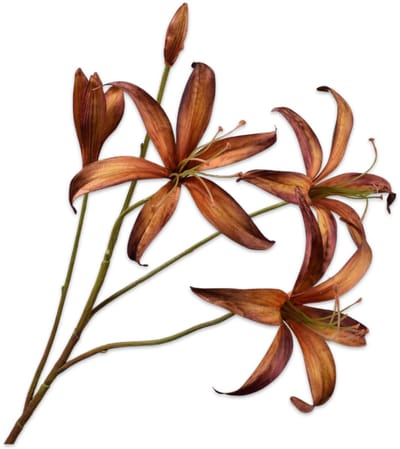 Lelie tak bruin/groen 80 cm