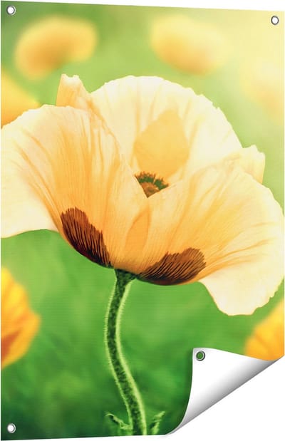 Gards Tuinposter Oranje Klaproos Bloemen - 60x80 cm - Tuindoek - Tuindecoratie - Wanddecoratie buiten - Tuinschilderij