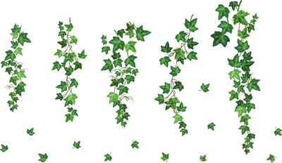 Muurstickers - NATUURLIJKE HANGENDE KLIMOP - transparante zelfklevende achtergrond - 160x70cm
