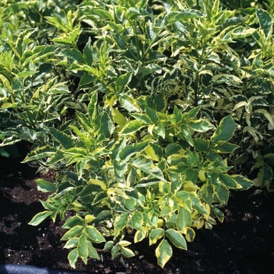 Plants Online BV - Planten - Tuinplanten - Heesters - Set van 1 - Sambucus nigra 'Madonna'