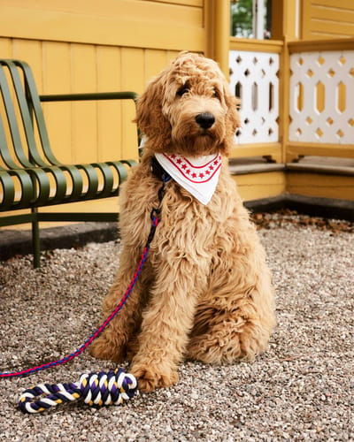 HAY Dogs Leash Braided Adjustable M/L