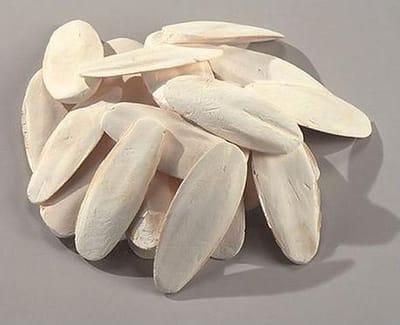 Sepia Schelpen - Cuttle Bone