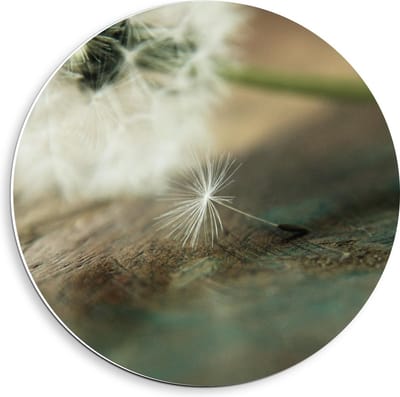 Forex Wandcirkel - Liggende Paardenbloem - 40x40cm Foto op Wandcirkel (met ophangsysteem)