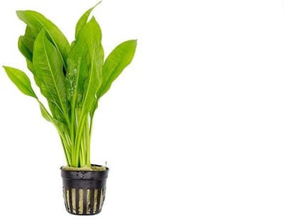Moerings Echinodorus Paniculatus | Amazone Zwaardplant | in 5 cm pot