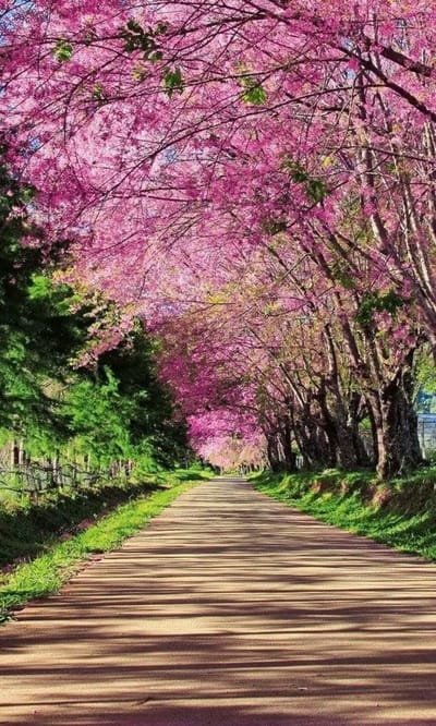 Fotobehang - Blossom Alley 150x250cm - Vliesbehang