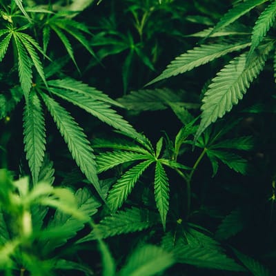 Geurolie - Cannabis - 100 ml