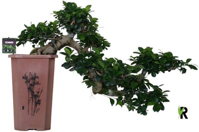 Ficus Microcarpa cascade watervalvormig 75 cm - Kamerplant - Potmaat Ø24 cm