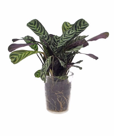 Calathea | Ctenanthe Burle Marxii | 35cm | Vaasglas