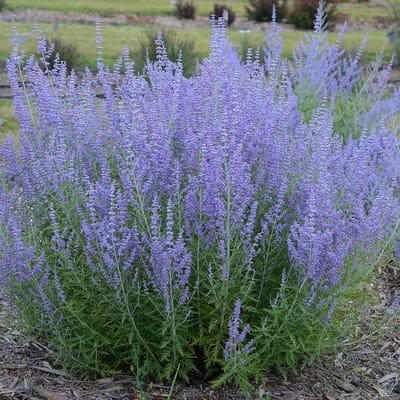 6 x Reuzenlavendel Blue Spire Paars|Blauw - Winterharde Tunplant - Perovskia Blue Spire in 9x9cm pot met hoogte 0-10cm