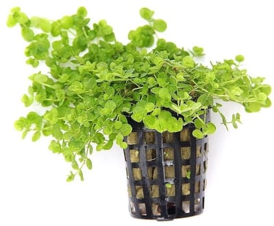 Moerings Micranthemum Umbrosum | Parelkruid | in 5 cm pot