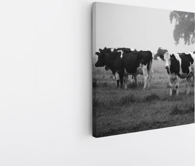 Saammp Canvas Schilderij - Koeien in wei - Natuur - Dieren - 20x20 - Foto op canvas - Wanddecoratie - Muurdecoratie Woonkamer - Slaapkamer decoratie - Canvas Print