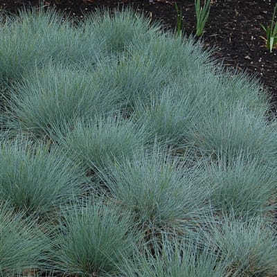 6 x Blauw Schapengras of Zwenkgras - Siergras Winterhard - Festuca glauca in 9x9cm pot met hoogte 5-10cm