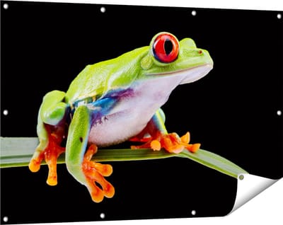 Gards Tuinposter Kikker met Rode Ogen op een Plant - 120x80 cm - Tuindoek - Tuindecoratie - Wanddecoratie buiten - Tuinschilderij