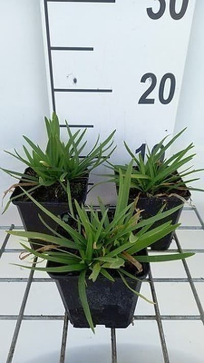 6x Afrikaanse lelie - Agapanthus hybr. 'Peter Pan' | 9x9 cm pot
