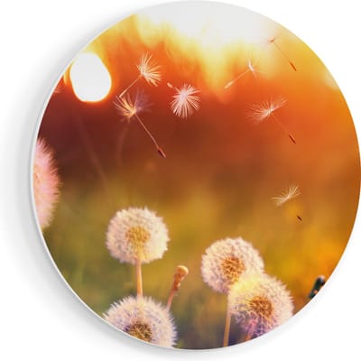 Artaza Forex Muurcirkel Paardenbloemen Tijdens Zonsondergang - 60x60 cm - Wandbord - Wandcirkel - Rond Schilderij - Wanddecoratie Cirkel